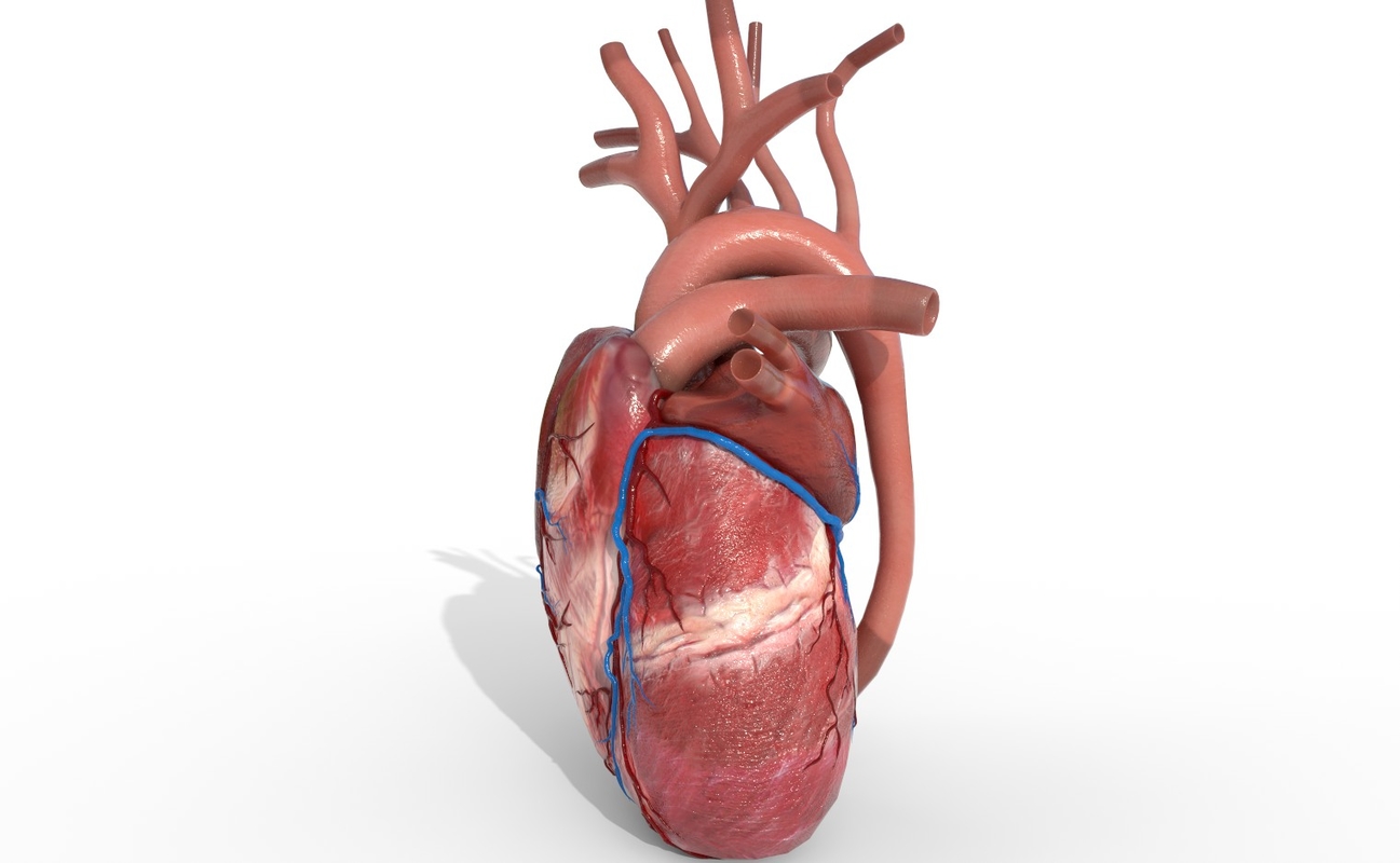 Human heart animation 3D - TurboSquid 1353004