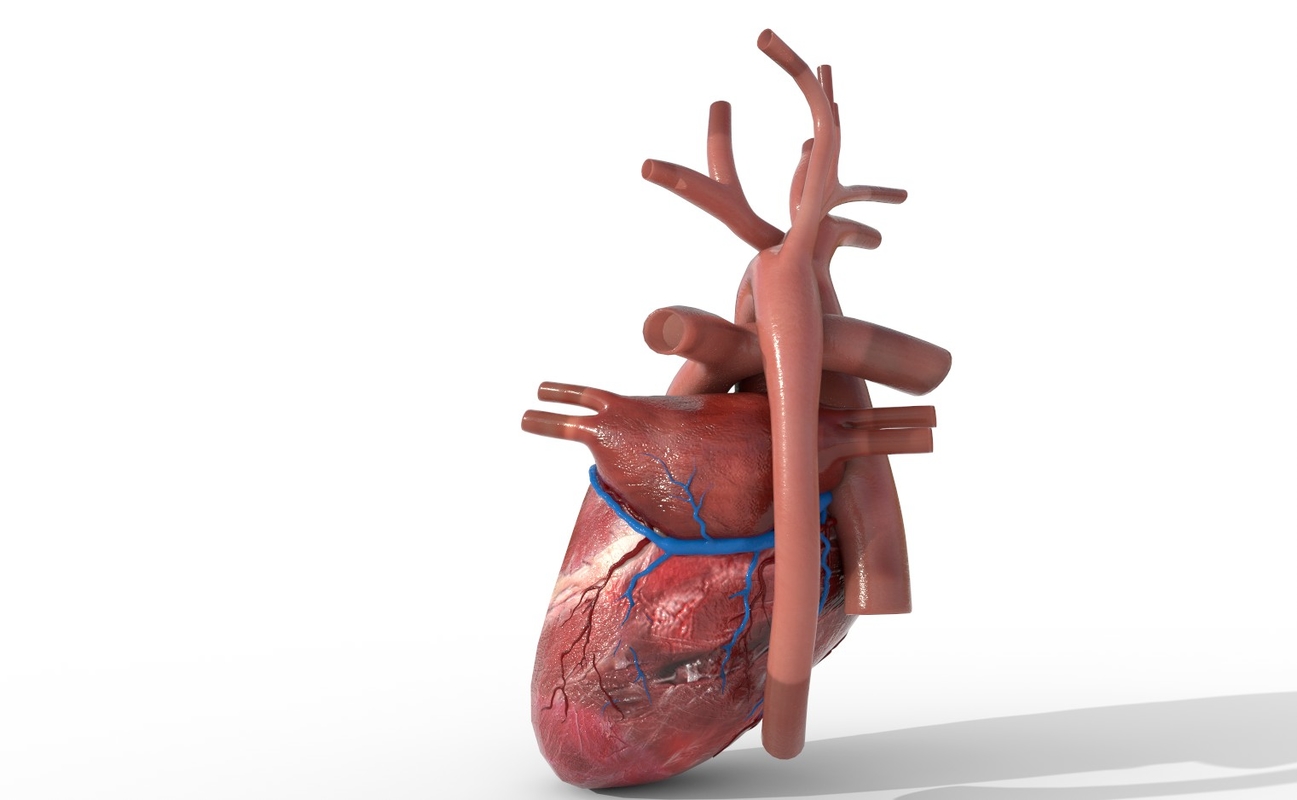 Human heart animation 3D - TurboSquid 1353004
