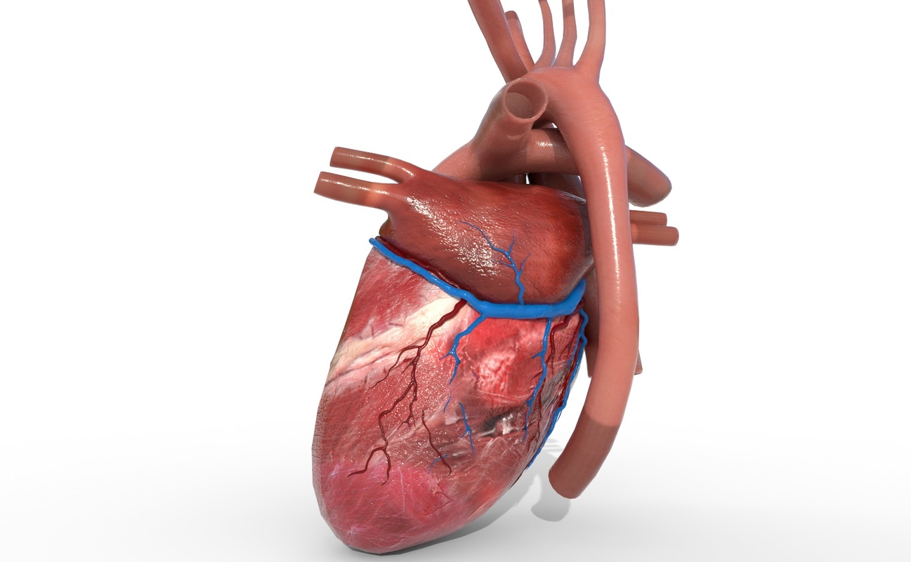 Human heart animation 3D - TurboSquid 1353004