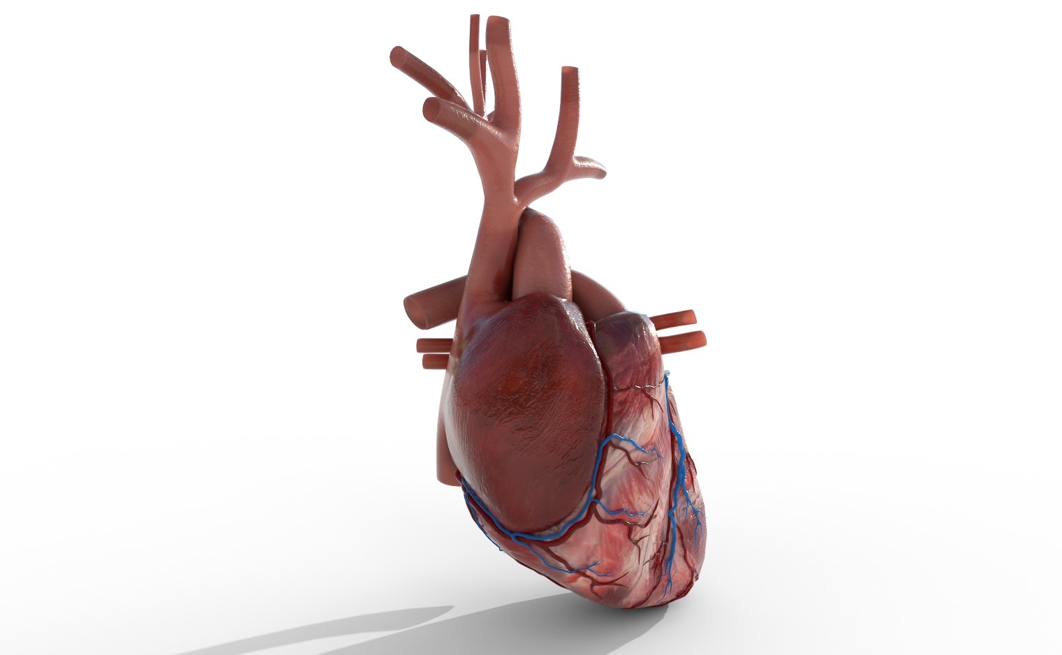 Human heart animation 3D - TurboSquid 1353004