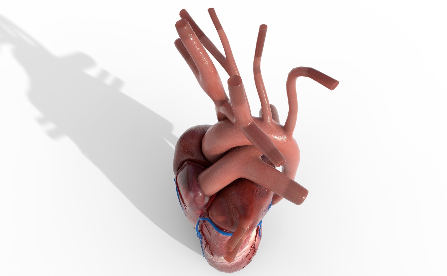 Human heart animation 3D - TurboSquid 1353004