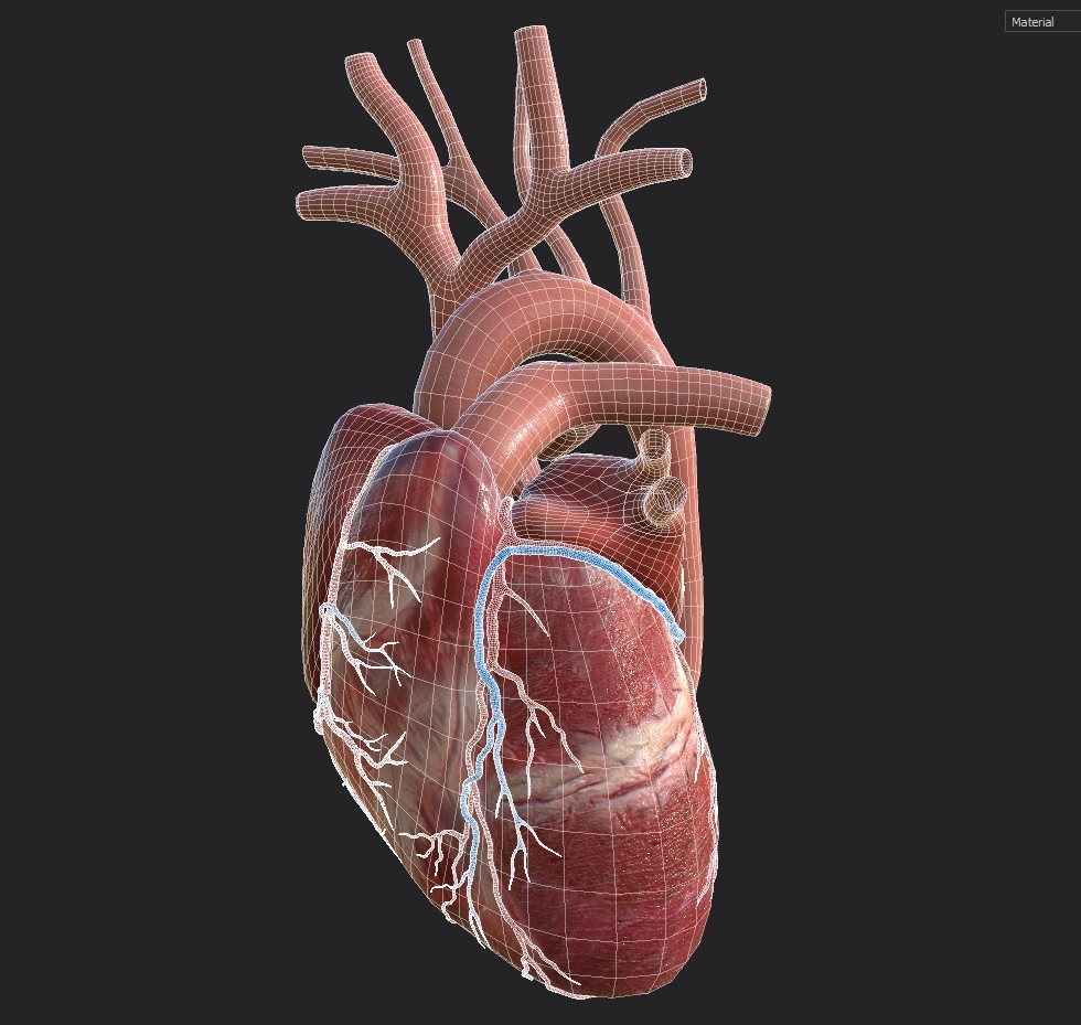 Human heart animation 3D - TurboSquid 1353004