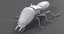 realistic termite real 3D