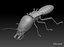 realistic termite real 3D