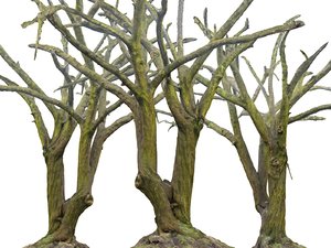 3D model old forest ultra hd