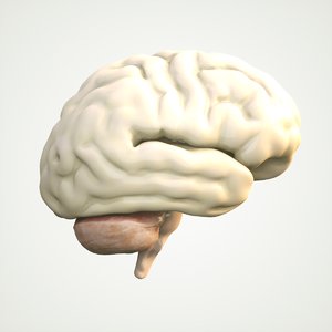 3D brain human anatomy model