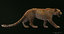 maya leopard rigged fur animations
