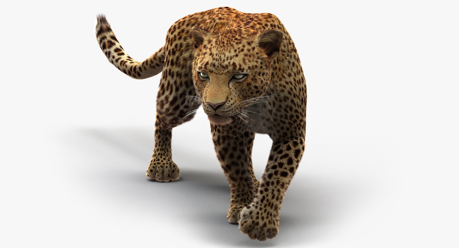 maya leopard rigged fur animations