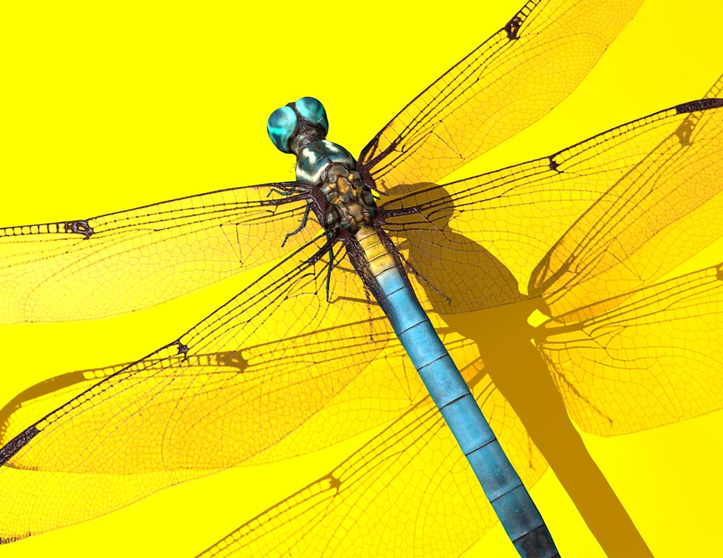 3d-dragonfly-rigged-turbosquid-1353604