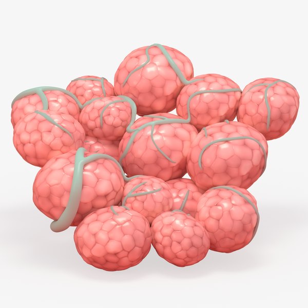 3d mammary gland model