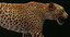 3D model leopard animation 3 fur