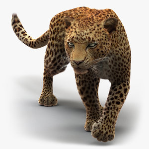 leopard rigged animations 3 3D