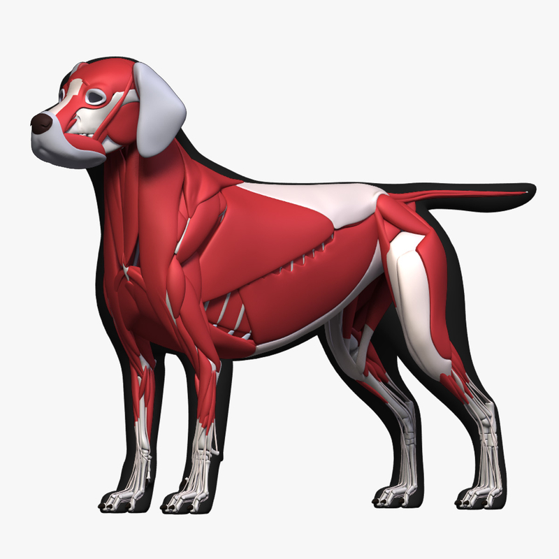 3D dog anatomy labrador model - TurboSquid 1353765