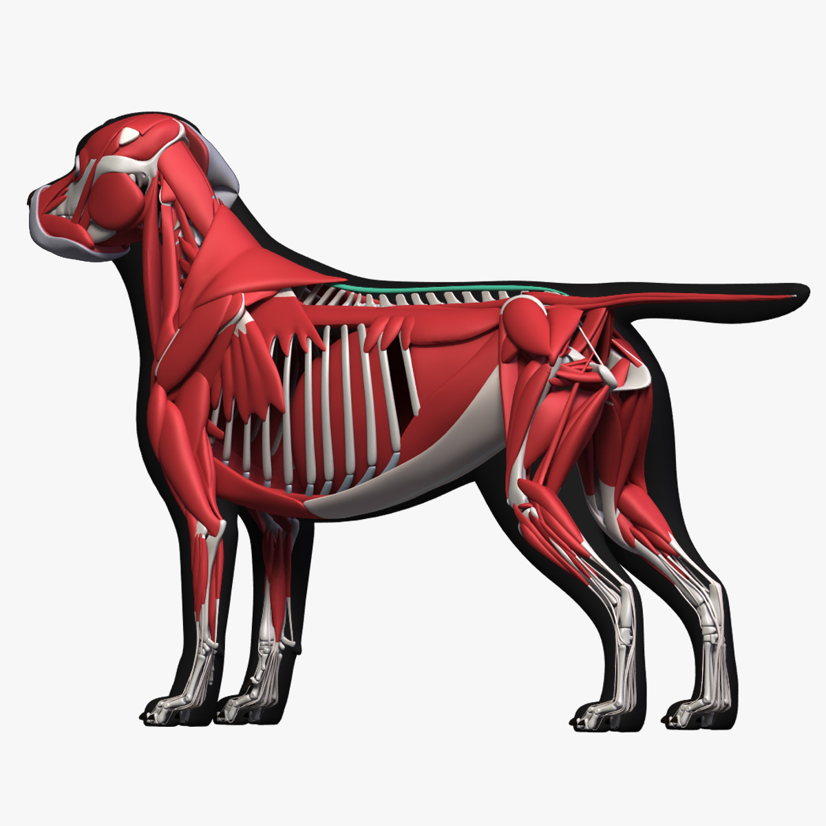 3D dog anatomy labrador model - TurboSquid 1353765