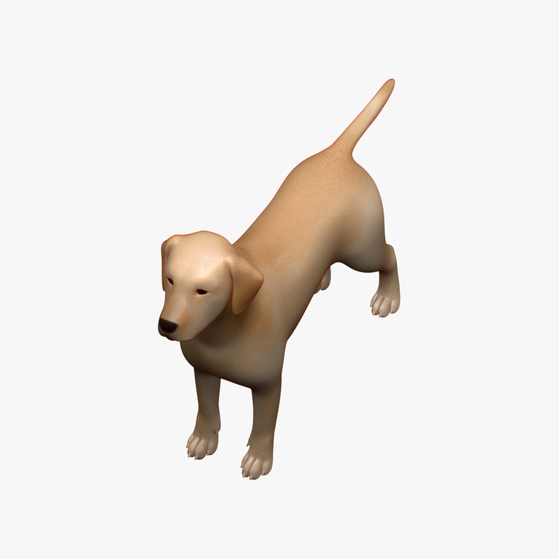 3D dog anatomy labrador model - TurboSquid 1353765