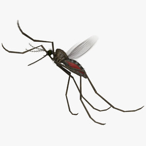 3D model common house mosquito animation