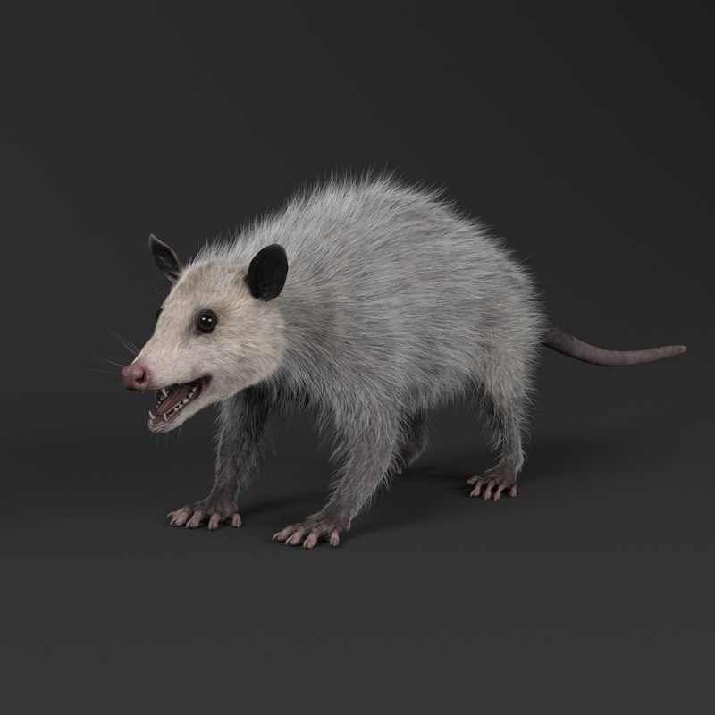 Realistic opossum 3D model TurboSquid 1354011