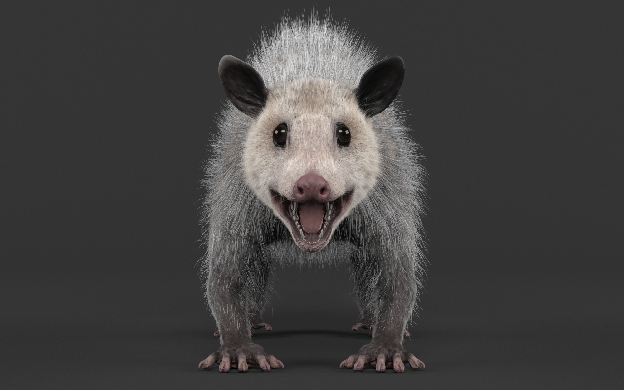 Realistic opossum 3D model TurboSquid 1354011