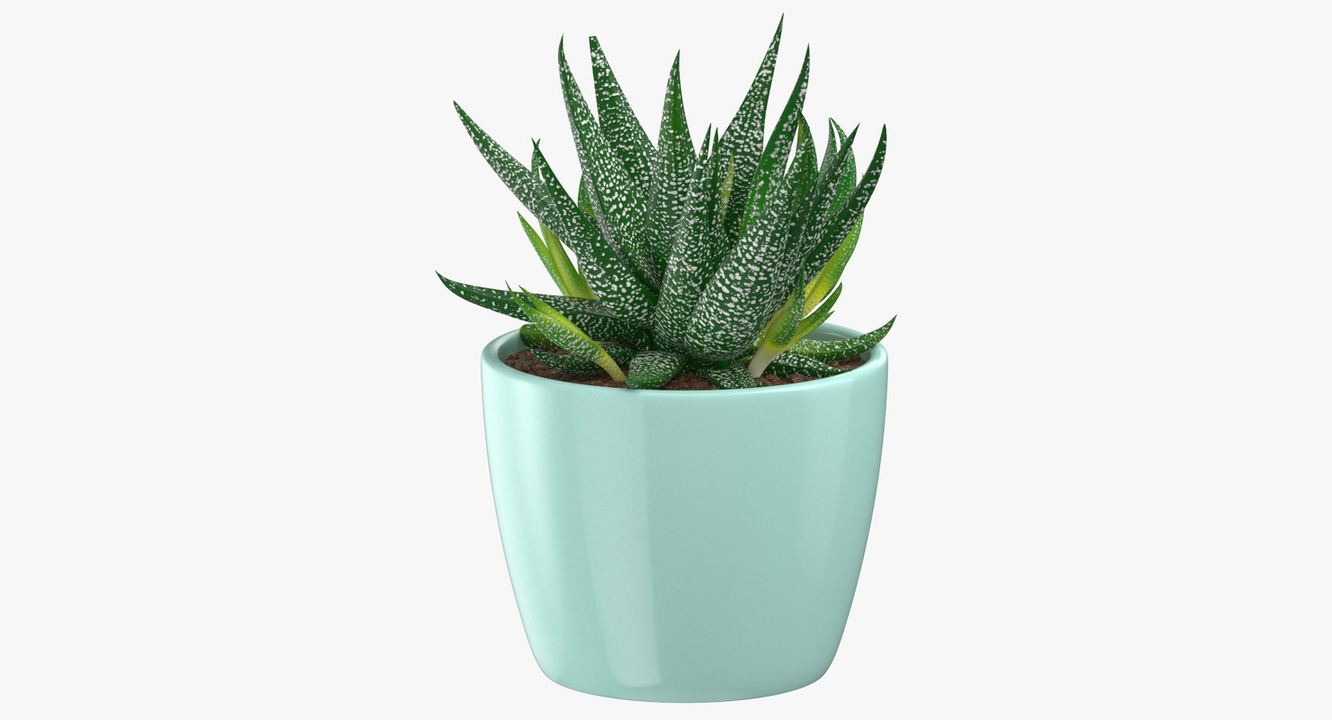  3D  succulent  04 model  TurboSquid 1354219