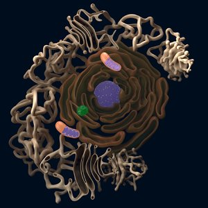 cell reticulum endoplasmic 3D model