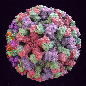 3D norovirus norwalk virus