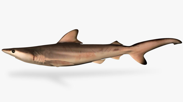 ブラックチップシャーク Carcharhinus Limbatus3dモデル Turbosquid