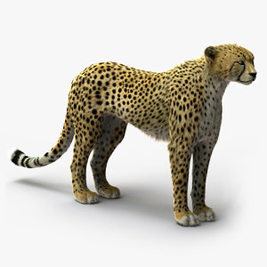 3d model cheetah fur