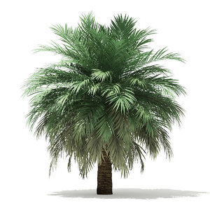 butia palm tree 4m 3D model