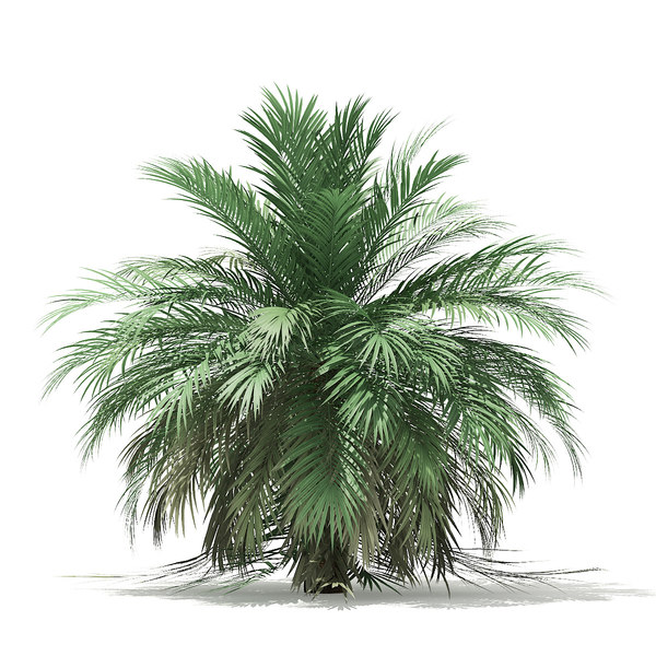 butia palm tree 3D