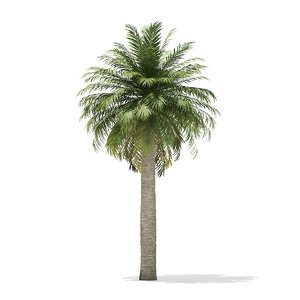 chilean wine palm tree 3D
