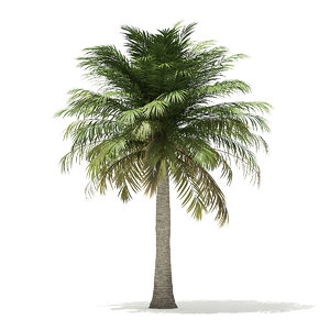 3D chilean wine palm tree model