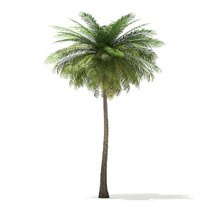 coconut palm tree 9m 3D model