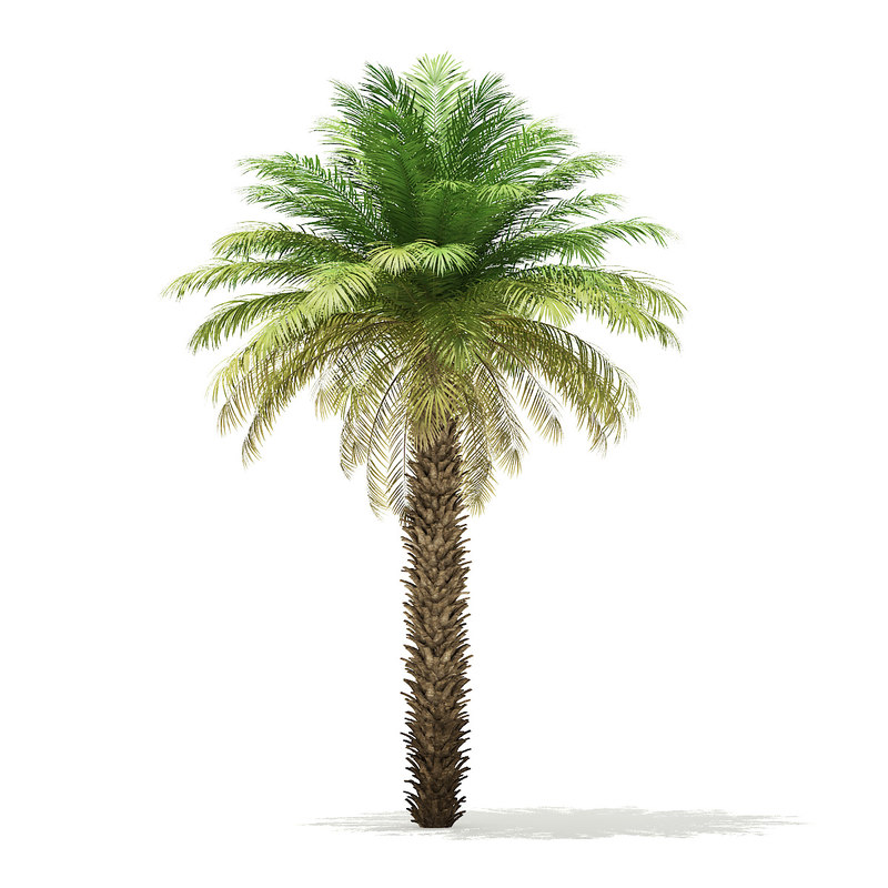 3D date palm tree 7m model - TurboSquid 1354650