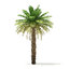 3D date palm tree 7m model