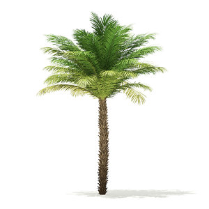 3D model date palm tree 5m