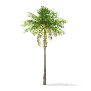 bottle palm tree 7m 3D