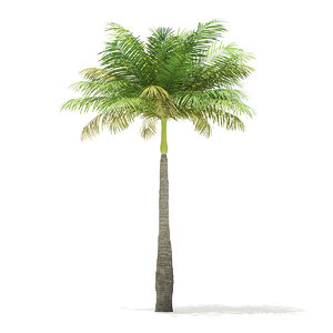 3D bottle palm tree 5 model