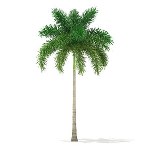 foxtail palm tree 7 model