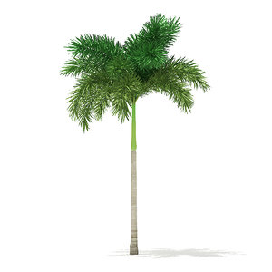 foxtail palm tree 6 3D model