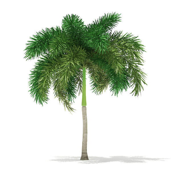 3D model foxtail palm tree