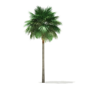 3D sabal palm tree 10