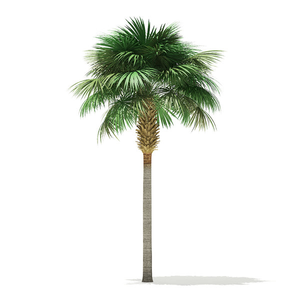 Free sabal palm tree 3D model - TurboSquid 1354721