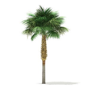 sabal palm tree 7 3D model