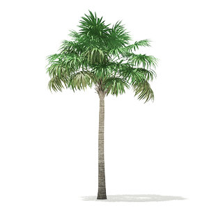 3D thatch palm tree 7 model