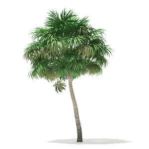 3D thatch palm tree 6