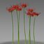 red spider lily model
