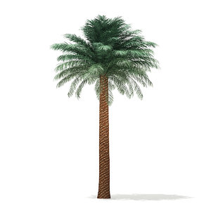 3D silver date palm tree model