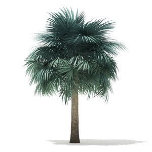 3D silver fan palm tree