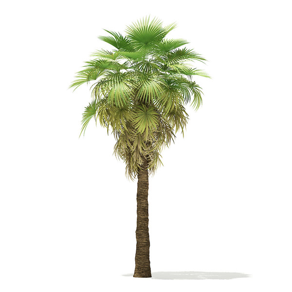 california palm tree 6 3D model