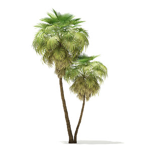 3D california palm tree 9 model
